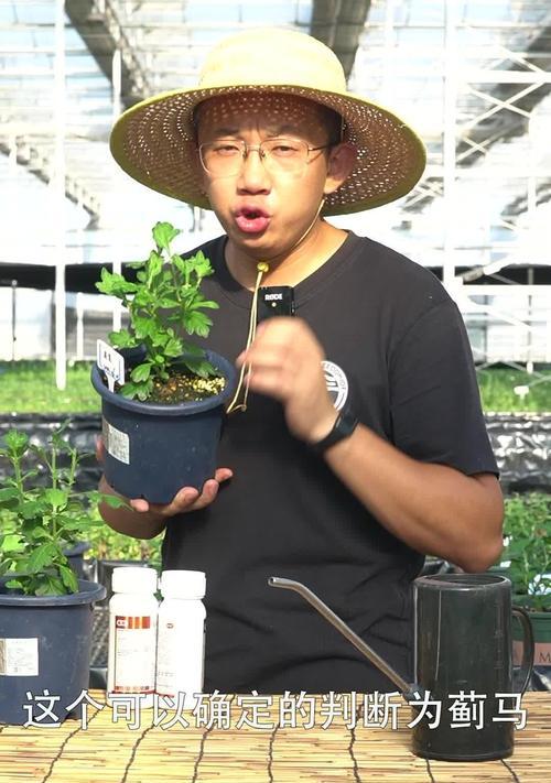 菊花叶子发焦的原因及处理方法（菊花叶子发焦的影响和防治措施）