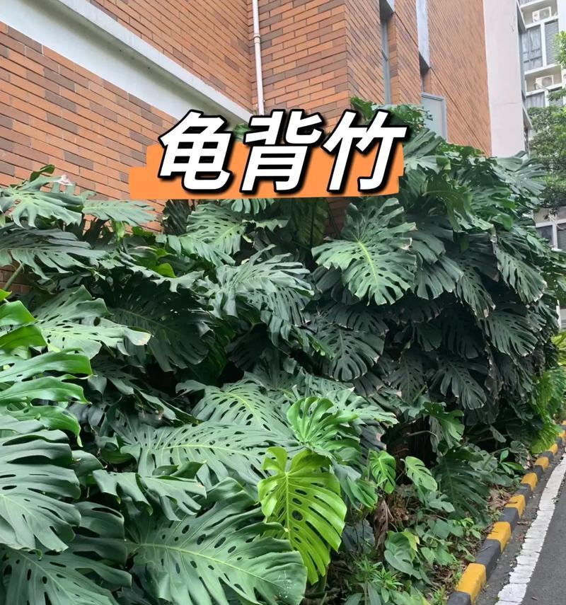 芭蕉叶的养护指南（打造绿意盎然的芭蕉叶生态空间）
