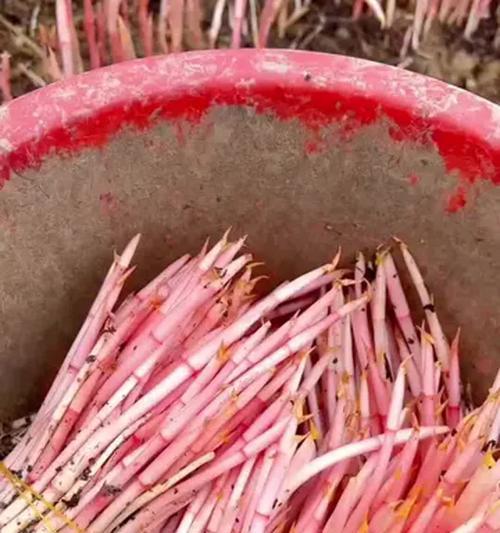 养鱼鲜草的技巧与方法（掌握这些关键点，让鱼鲜草茁壮成长）