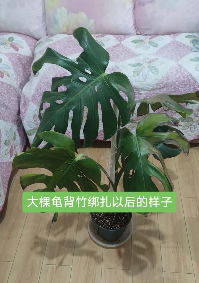 龟背竹叶子的水培方法（以龟背竹叶子为主题的水培教程）