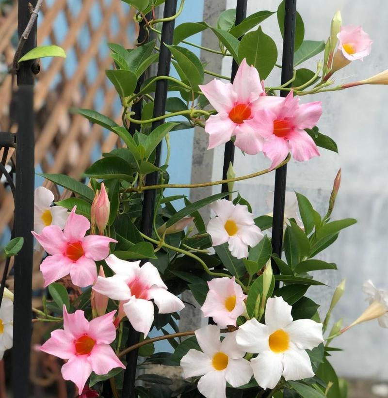 如何为藤类植物搭建合适的架子？（教你轻松打造适宜藤类植物生长的架子）