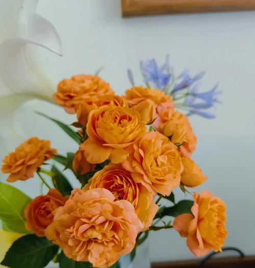 打造多彩花海，阳台也能开满鲜花（阳台花卉装饰的技巧与方法）