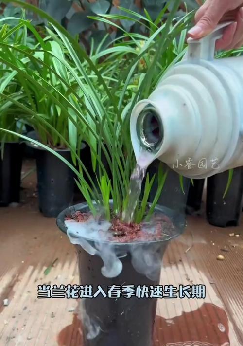 兰花发芽后不长？教你解决这个问题的方法！（秘诀揭晓！让你的兰花健康茁壮成长！）