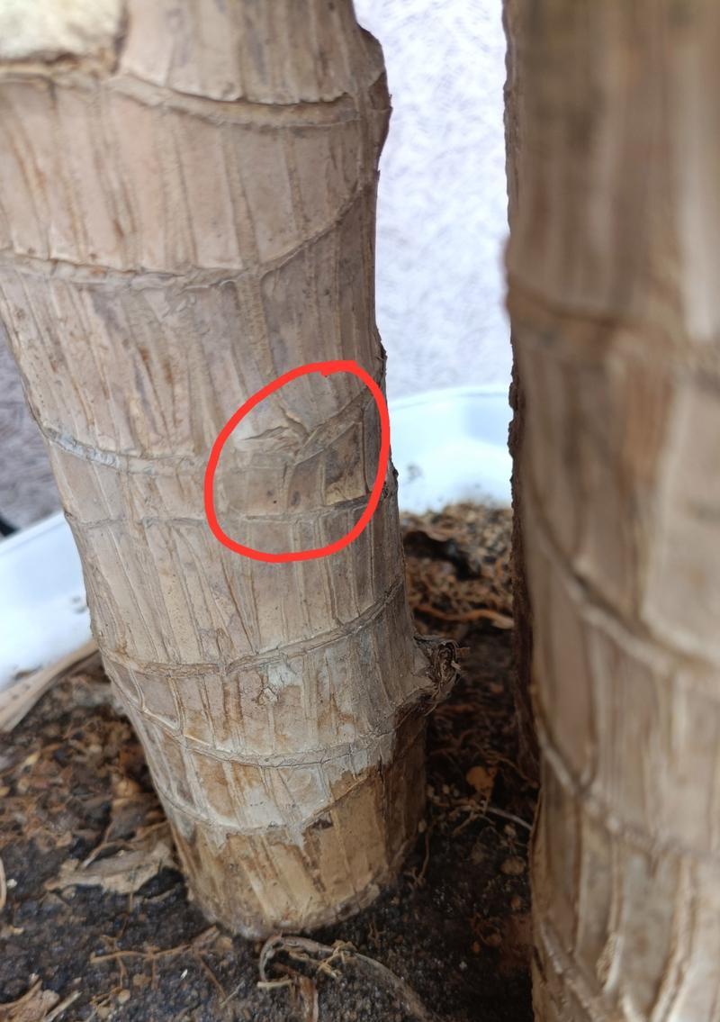 如何补救巴西木叶尖发黄问题？（关键措施和建议助力恢复巴西木的健康）