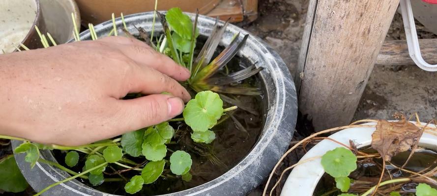 水竹生根的养护技巧（掌握水竹生根的关键步骤，成就绿意盎然的家居风景）