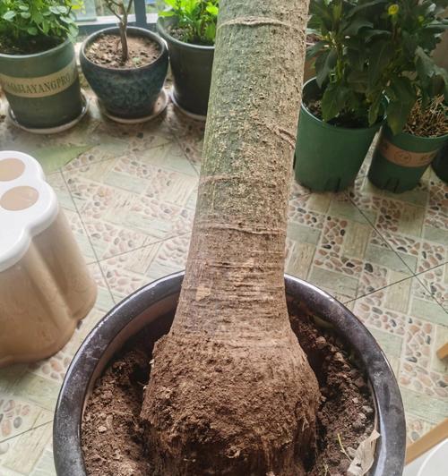 解决发财树根部烂了的问题（修复发财树健康根部的方法及注意事项）