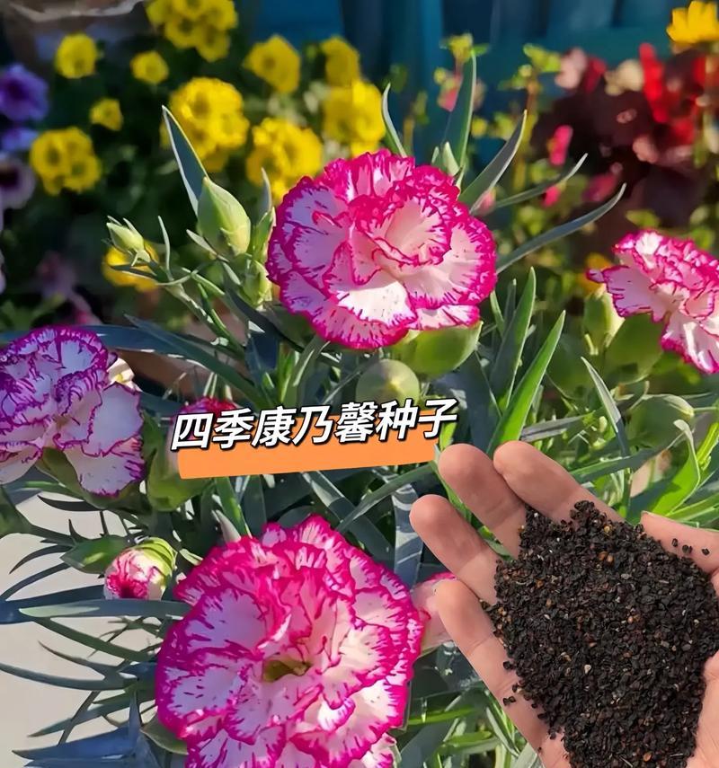 康乃馨的种植技巧与适宜温度（培养美丽康乃馨的关键步骤及适宜生长环境）