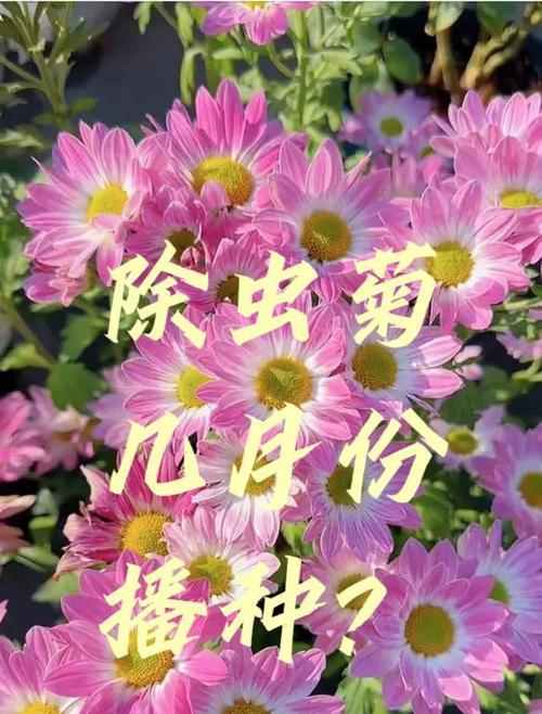 黄金菊花期，秋日的瑰宝（揭秘黄金菊花期盛开的时节和魅力）