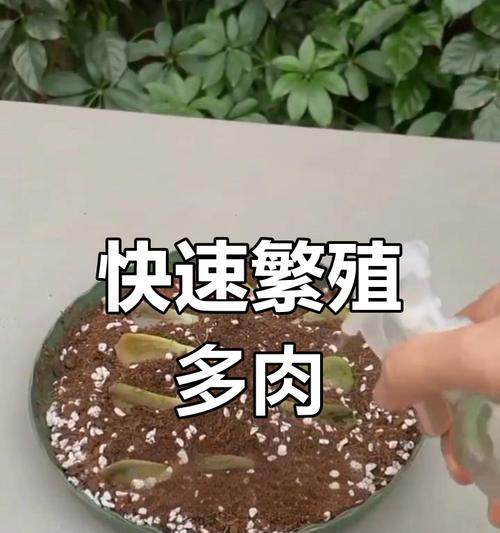 以情人泪叶扦插如何生芽（简单操作让情人泪叶扦插快速繁殖，成为美丽的盆栽）