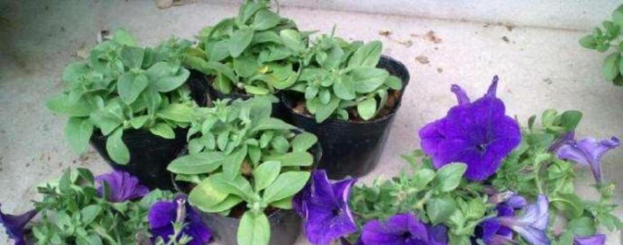 矮牵牛花是否能在冬天开花？（探究矮牵牛花冬天开花的原因及方法）