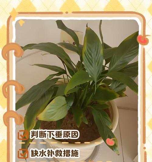 白掌叶子发黄怎么办？植物营养不良解决方法（白掌叶子发黄的原因及调理技巧）