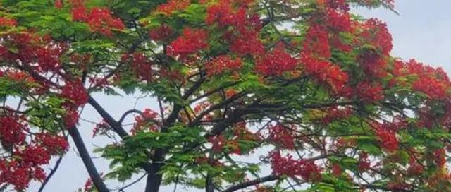 凤凰树开花时间和生长特点（什么季节凤凰树开花，凤凰树花朵的特点以及凤凰树的生长特点）