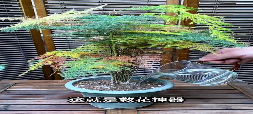 红茶浇灌发财树的奇效（红茶的养分和植物生长密切相关）