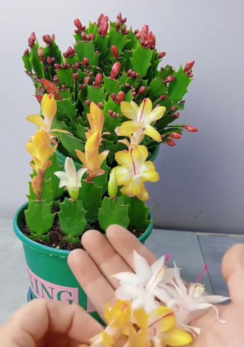 蟹爪兰花苞前的养护秘籍（打造饱满花苞，促进蟹爪兰的健康成长）