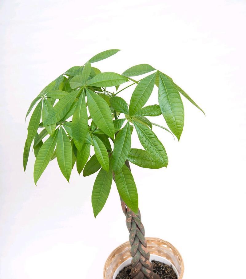 发财树修剪的技巧与方法（打造健康茂盛的发财树，享受财富与幸福）