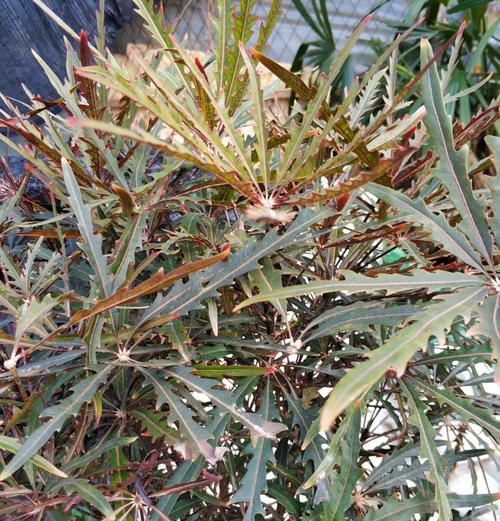 孔雀木夏季的正确浇水方法（保持土壤湿润，避免过度浇水）