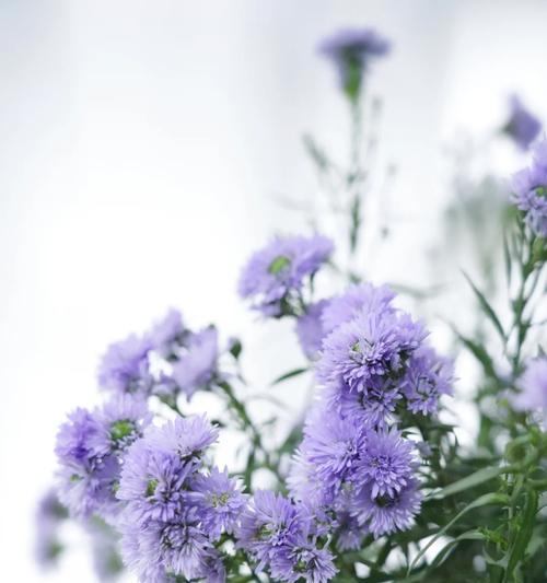 孔雀草的花语与寓意（传达着诗意的花朵-孔雀草）