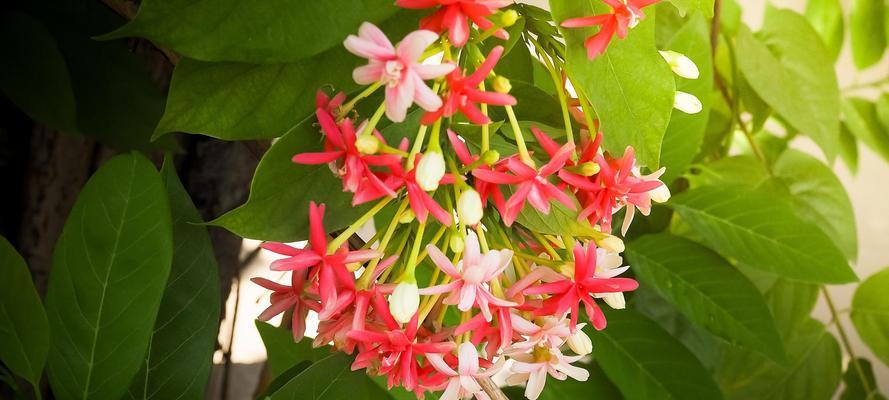 龙吐珠掉花，你该如何应对？（探索龙吐珠掉花的原因及解决方法）