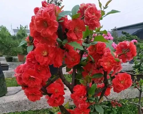 如何养护海棠花——打造绚丽花坛的秘诀（从选购到细心呵护，掌握关键技巧让你的海棠花绽放绚丽生机）