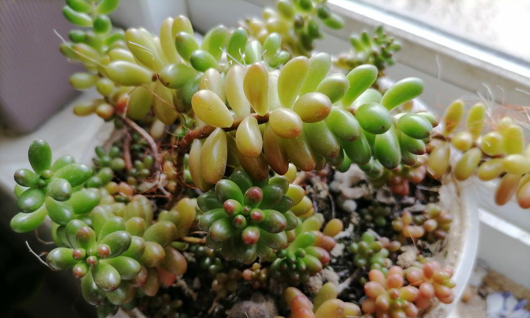 打造迷人多肉植物虹之玉的养殖技巧（掌握关键养殖技巧，让虹之玉更加健康美丽）