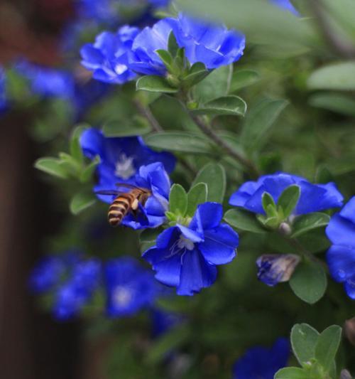 冬天养护蓝星花的秘籍（寒冷季节如何照顾蓝星花）