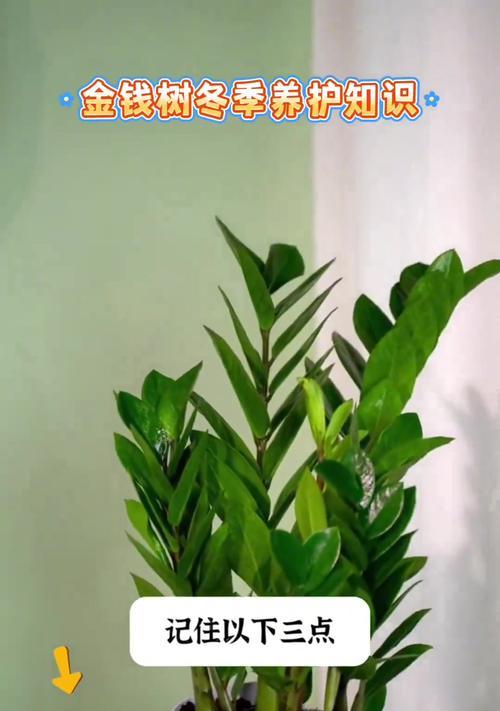 金钱树盆景黄叶怎么办？（掌握关键技巧，打造健康绿植）