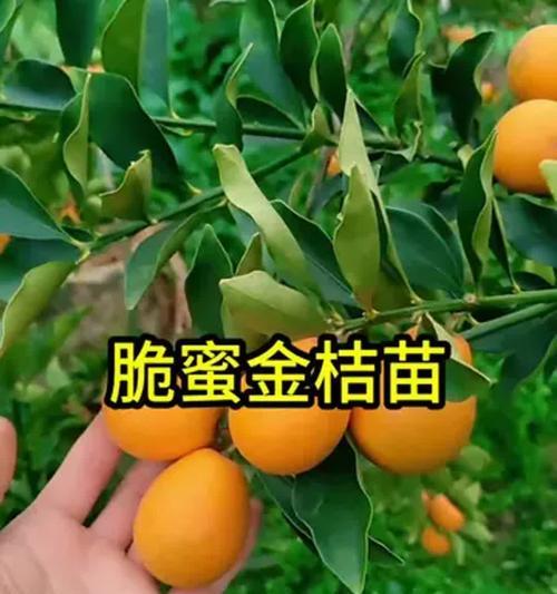 以金橘怎么结果为主题的文章（探讨金橘结果的关键因素和栽培技巧）
