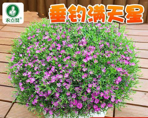 满天星种植指南（打造美丽园林的秘密武器）