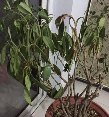 为什么花的叶子一捏就碎？（探究花叶易碎现象的原因及解决办法）