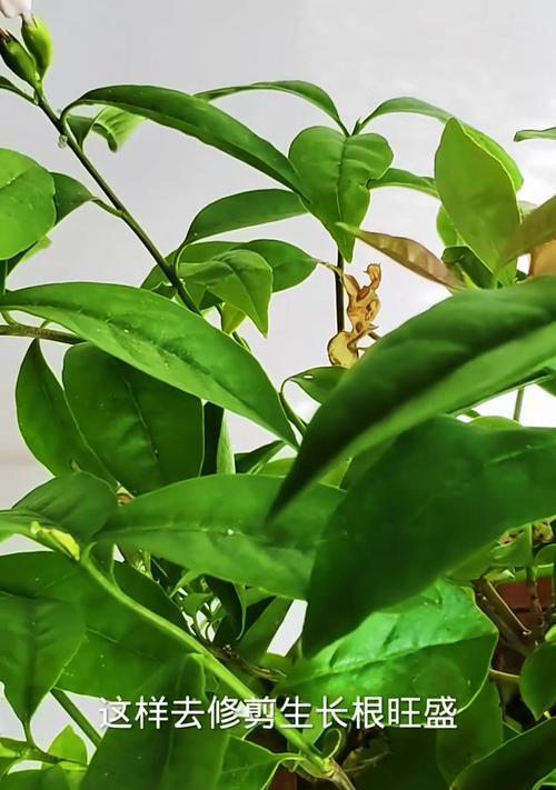 老桩茉莉花败后的修剪技巧（茉莉花盛开之后如何修剪，让它更健康更美丽）