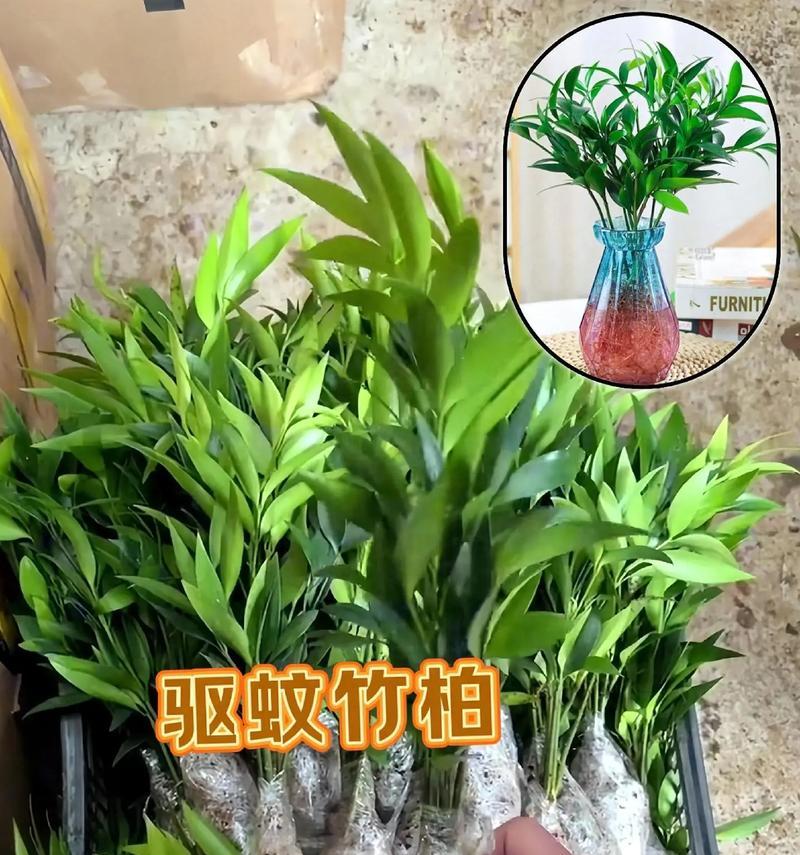 驱蚊虫的植物大全（15种能够驱赶蚊虫的神奇植物）