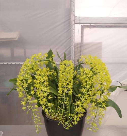 兰花种植指南（掌握种植技巧，让兰花快速发芽）