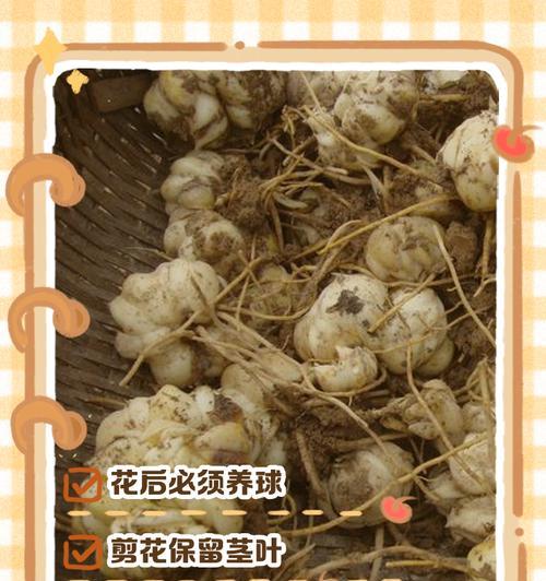 以百合花小球怎么养（百合花小球养护指南）