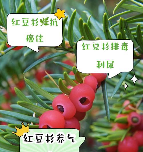 红豆杉移栽后掉叶的原因及应对方法（红豆杉移栽后掉叶的常见问题及解决办法）