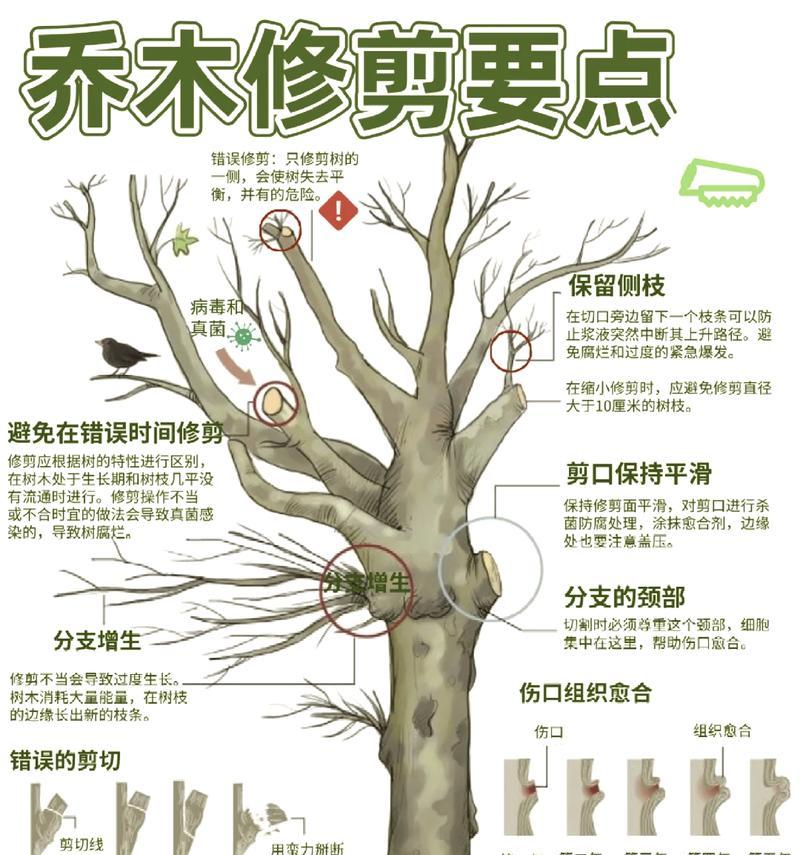 圆柏修剪技巧（修剪圆柏重叠枝的方法和注意事项）