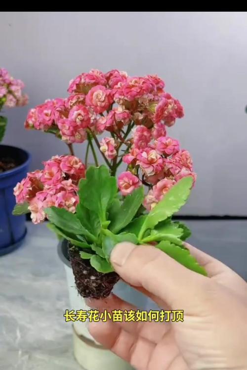 插活成功的天竺葵养殖秘籍（打造健康、美丽的天竺葵花园）
