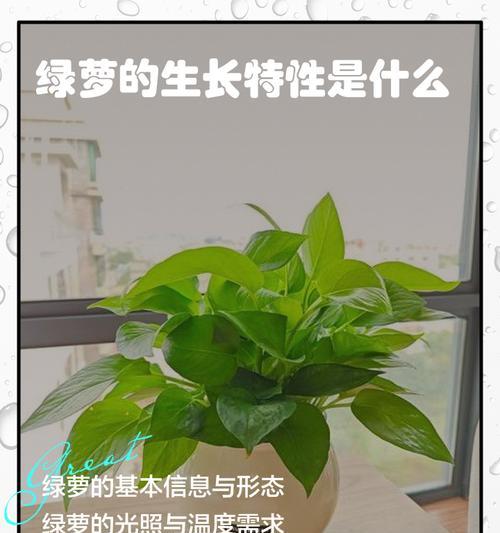 绿萝快速健康生长的秘诀（打造繁茂的绿色角落，绿萝肆意生长）