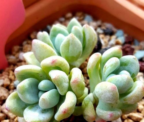 探秘叶菊的养护技巧（轻松成为叶菊高手，让它盛开如锦）