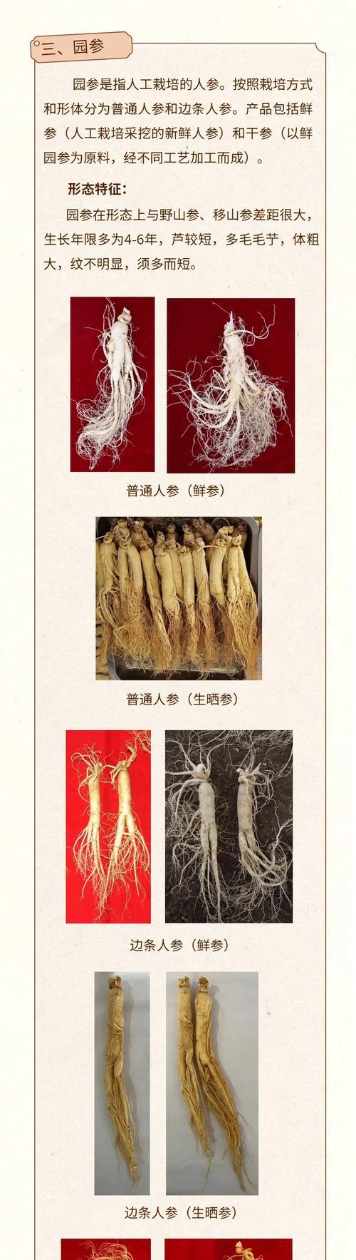 人参种植的最佳季节（选择正确的季节，助力高产丰收）
