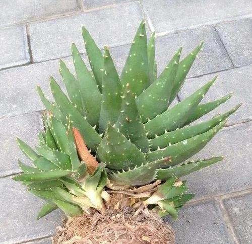 芦荟养护全攻略（观赏芦荟养护技巧大揭秘，让你打造绿意盎然的家园）