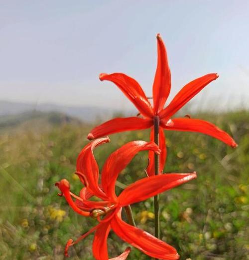 山丹花开花期长短及欣赏技巧（观赏时间、地点、颜色、生长环境等一应俱全）
