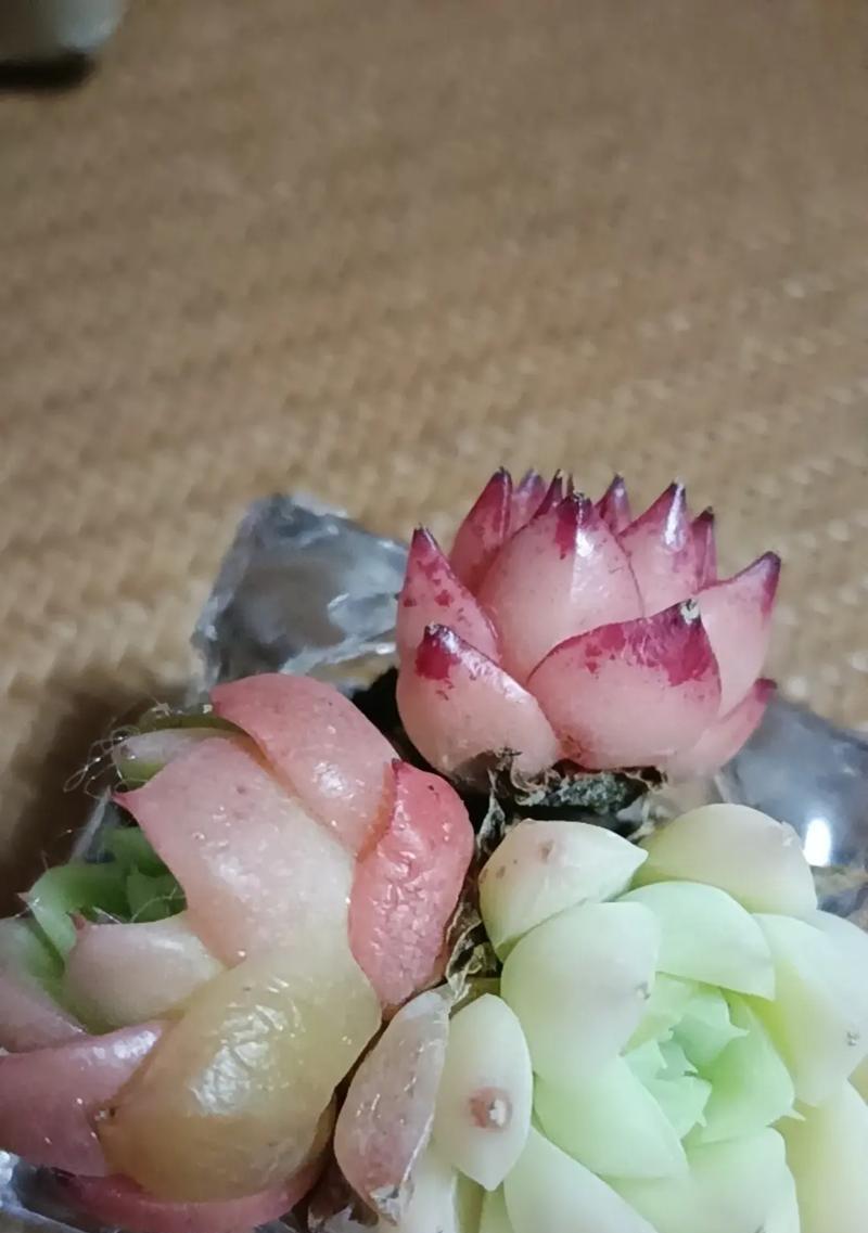 多肉植物离世，我该如何面对？（从心灵角度看待多肉植物死亡的意义）