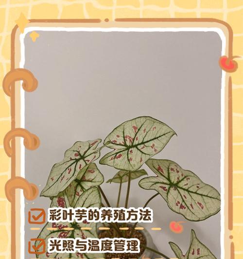 彩叶芋种球的种植技巧（手把手教你成功种植彩叶芋，打造绚丽花园）