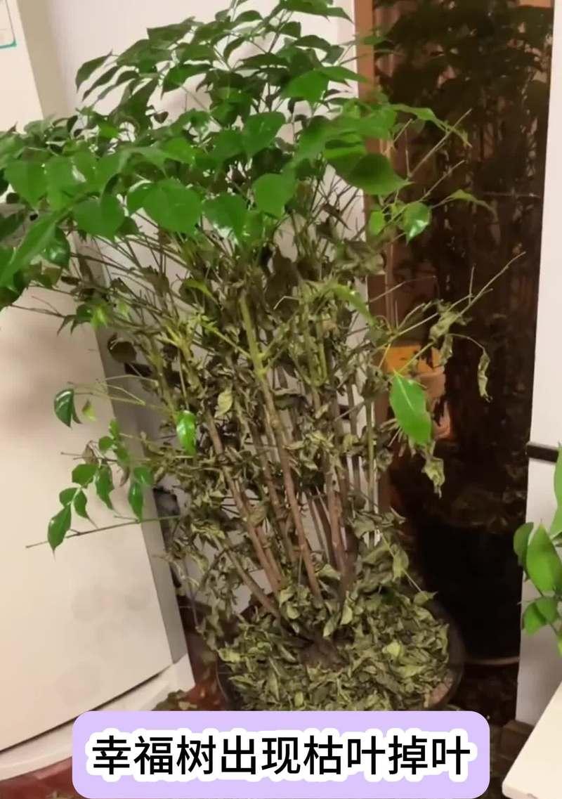 幸福树叶子干完了怎么补救？（挽救幸福树的秘籍）