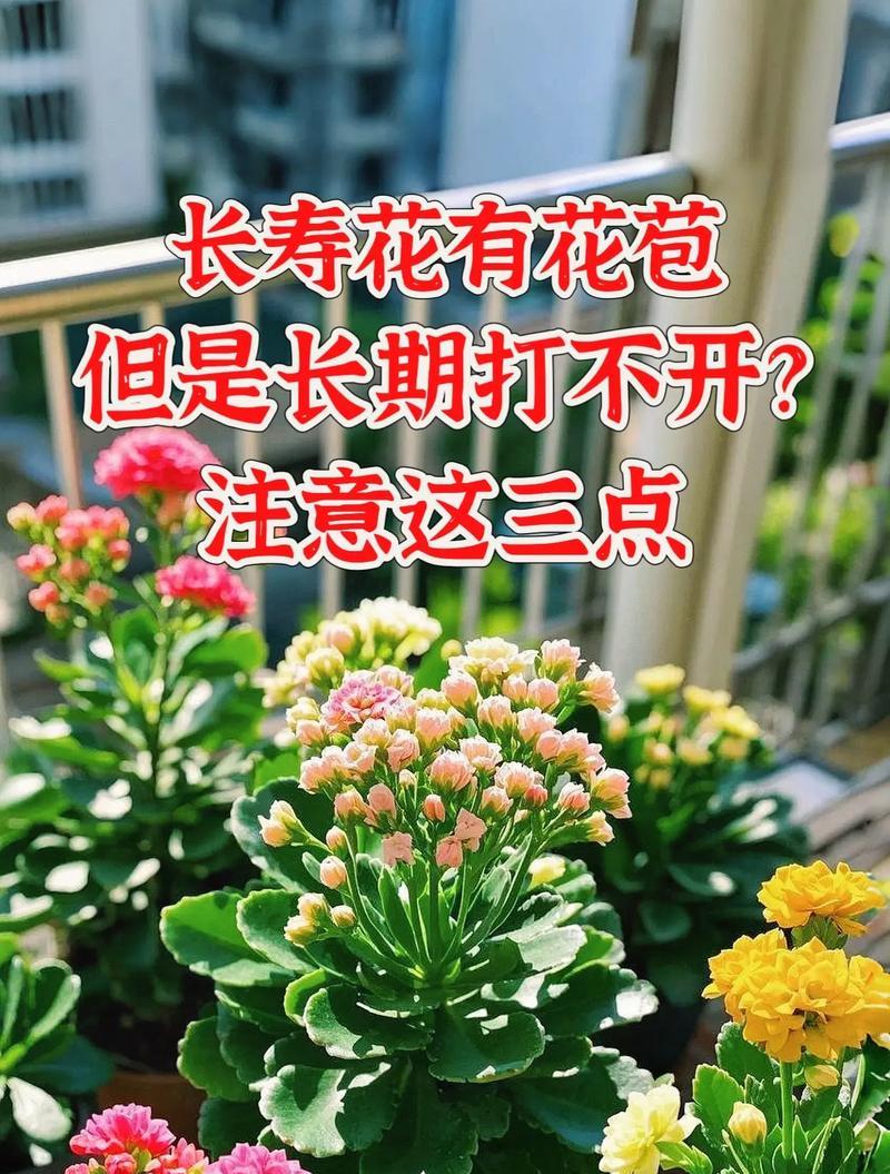 长寿花养殖的技巧与方法（打造绿色家居，享受花香长寿）