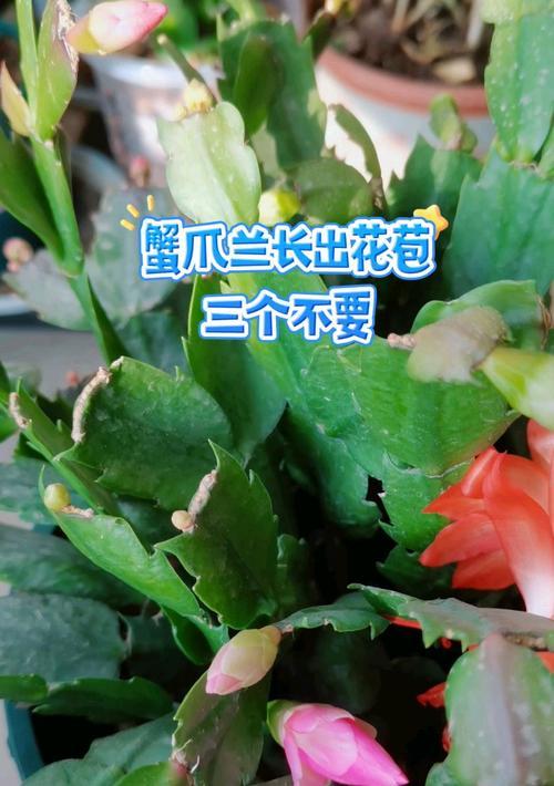 蟹爪兰的花苞处理技巧（教你如何正确处理蟹爪兰的花苞，让其长出美丽的花朵）