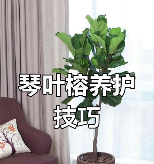 如何正确养护以榕树为家庭装饰植物（掌握关键技巧，打造绿意盎然的家居空间）