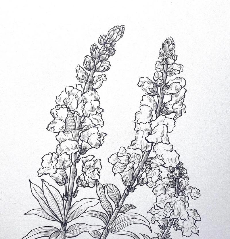 鸡蛋花的水培养殖方法（简单易行的鸡蛋花水培技巧）