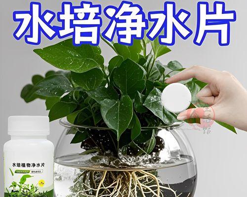 如何处理睡莲叶片烂了的问题（解决方法和注意事项，）