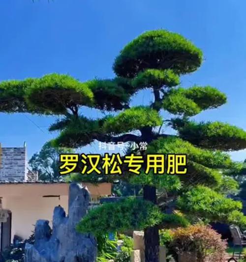 松树叶是宝藏！（探秘松树叶肥料的妙用）